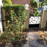 and the rose bushes under the dining room window.